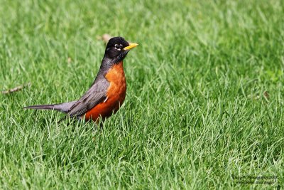 robin_200800503_2010_800.jpg
