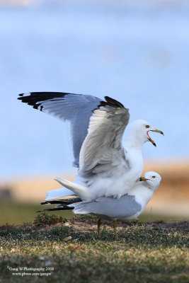 gull