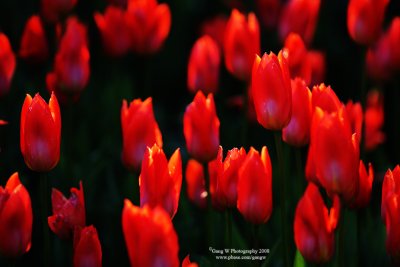 tulips_at_ottawa