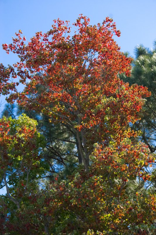 fallcolor-3397.jpg