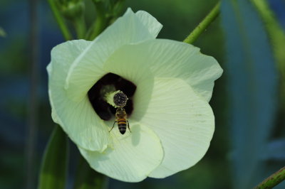 The bee and the Okra flower in shade