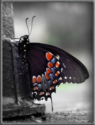 butterfly1.jpg