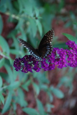 DSC_1659.JPG