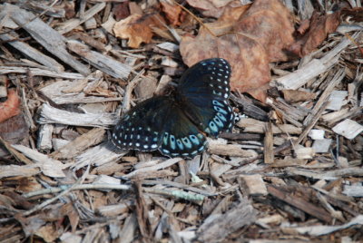 DSC_1661.JPG