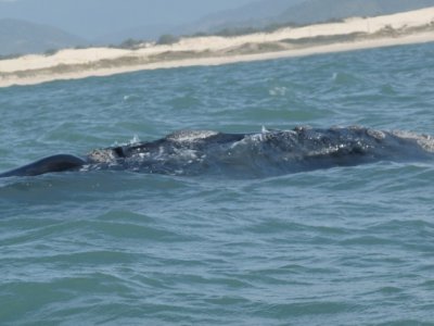 Here is the back of a right whale!