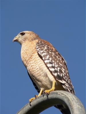 The majestic red-shouldered hawk