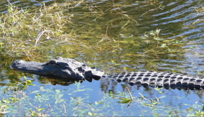 Gators, as the locals call them, are prehistoric-looking