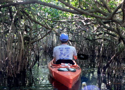 Norman enters the mangrove tunnel