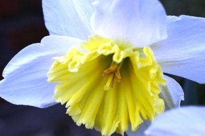 daffodil.jpg