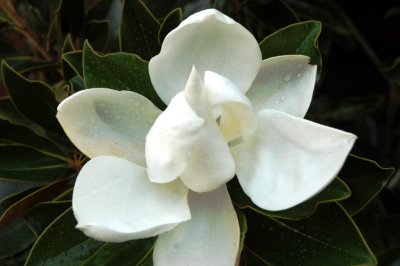 magnolia after the rain.jpg