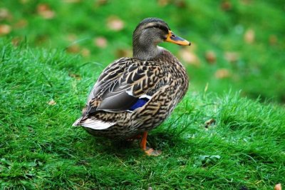 duck