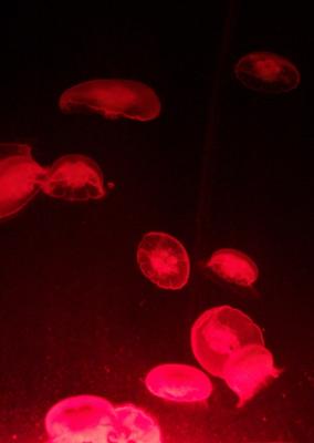 g3/75/456475/3/55302670.jellyfish.jpg