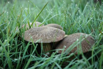 hiding in the grass.jpg