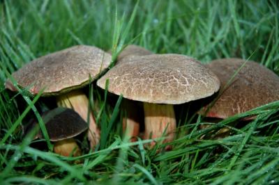 shroom family.jpg