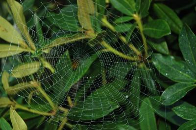 web.jpg
