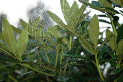 round web.jpg