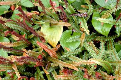 fern mosaic.jpg