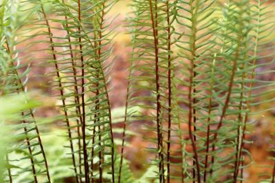 fern weave.jpg