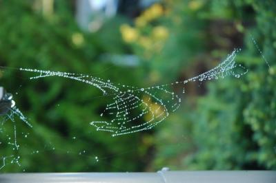 string of dew.jpg