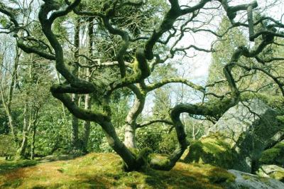 crooked tree.jpg