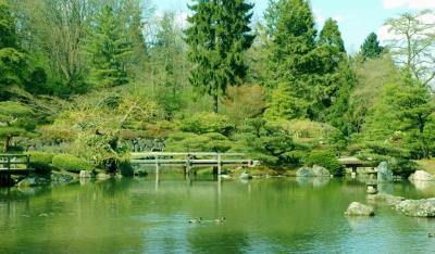 japanese gardens pond.jpg