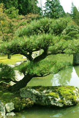 bonsai over water.jpg