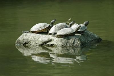 sunning turtles.jpg