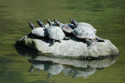heliotropic turtles.jpg