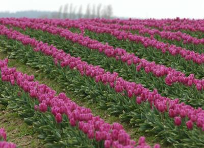 purple rows.jpg