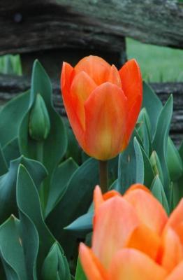 orange beauty.jpg
