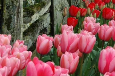 tulips at the fence.jpg