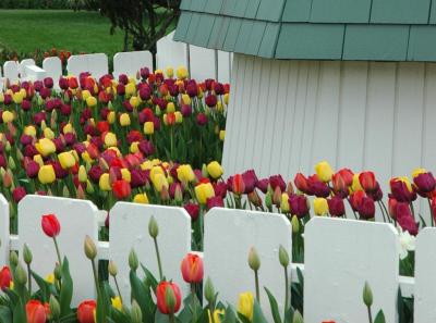tulip garden.jpg