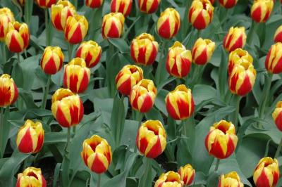 reds and golds.jpg