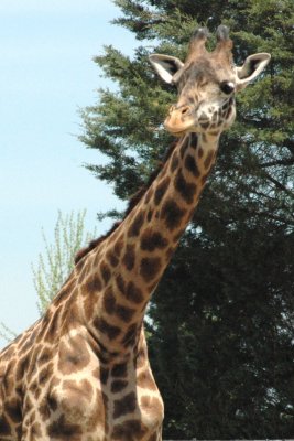 giraffe.jpg