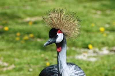 what a hat.jpg