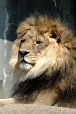 lion king.jpg