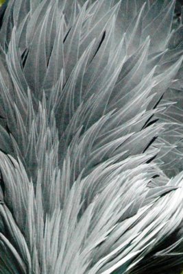 feathered.jpg