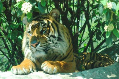 tiger portrait.jpg