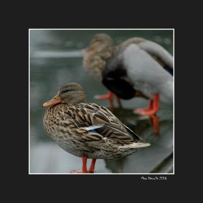 Ducks 8