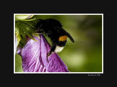 Gathering nectar