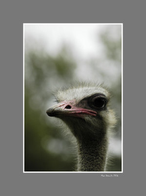 Ostrich 1