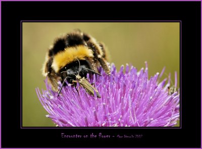 Encounter on the flower