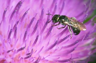 Bee On A Thistle 17195