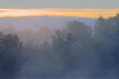 Trees In Sunrise Mist 17334
