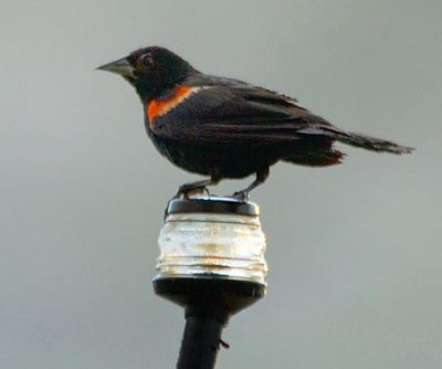 Red-winged Blackbird Alit On A Light 17355