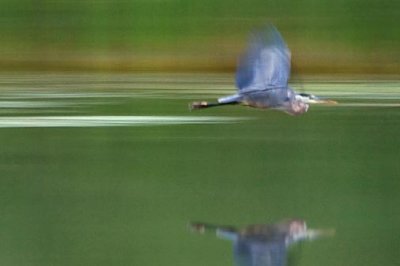 Dawn Heron In Flight 17548
