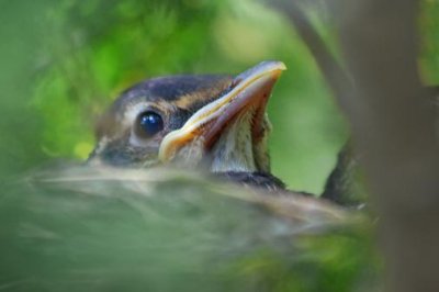 Baby Robin 17433