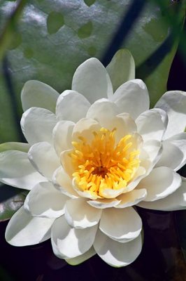 Water Lily 20080813