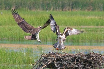 Two Osprey Confrontation 17743