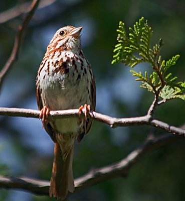 Song Sparrow 17429